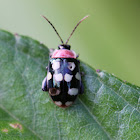 Flea Beetle