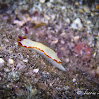 "Red-horned" Nudibranch