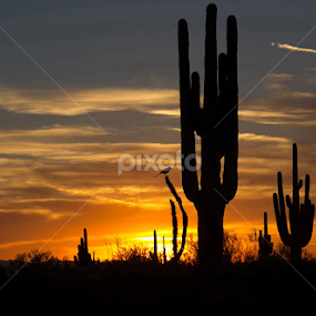 The Watcher by Dave . - Landscapes Sunsets & Sunrises
