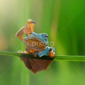 Ouch ... Glare by Robert  Fly - Animals Amphibians
