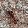 Southern fire ant