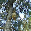 Lesser horned owl (Tucúquere)