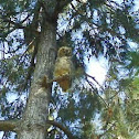 Lesser horned owl (Tucúquere)