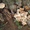 Lentinus lepideus (Hongo. Fungus)