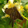 Skipper butterfly and Flower Spider