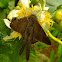 Skipper butterfly and Flower Spider