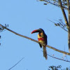 Fiery-billed aracari