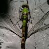 Young Male Eastern Pondhawk