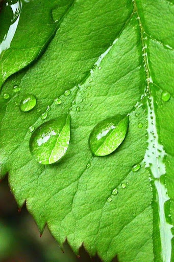 Dewdrop HD Live Wallpaper