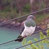 Kereru or New Zealand Wood Pigeon