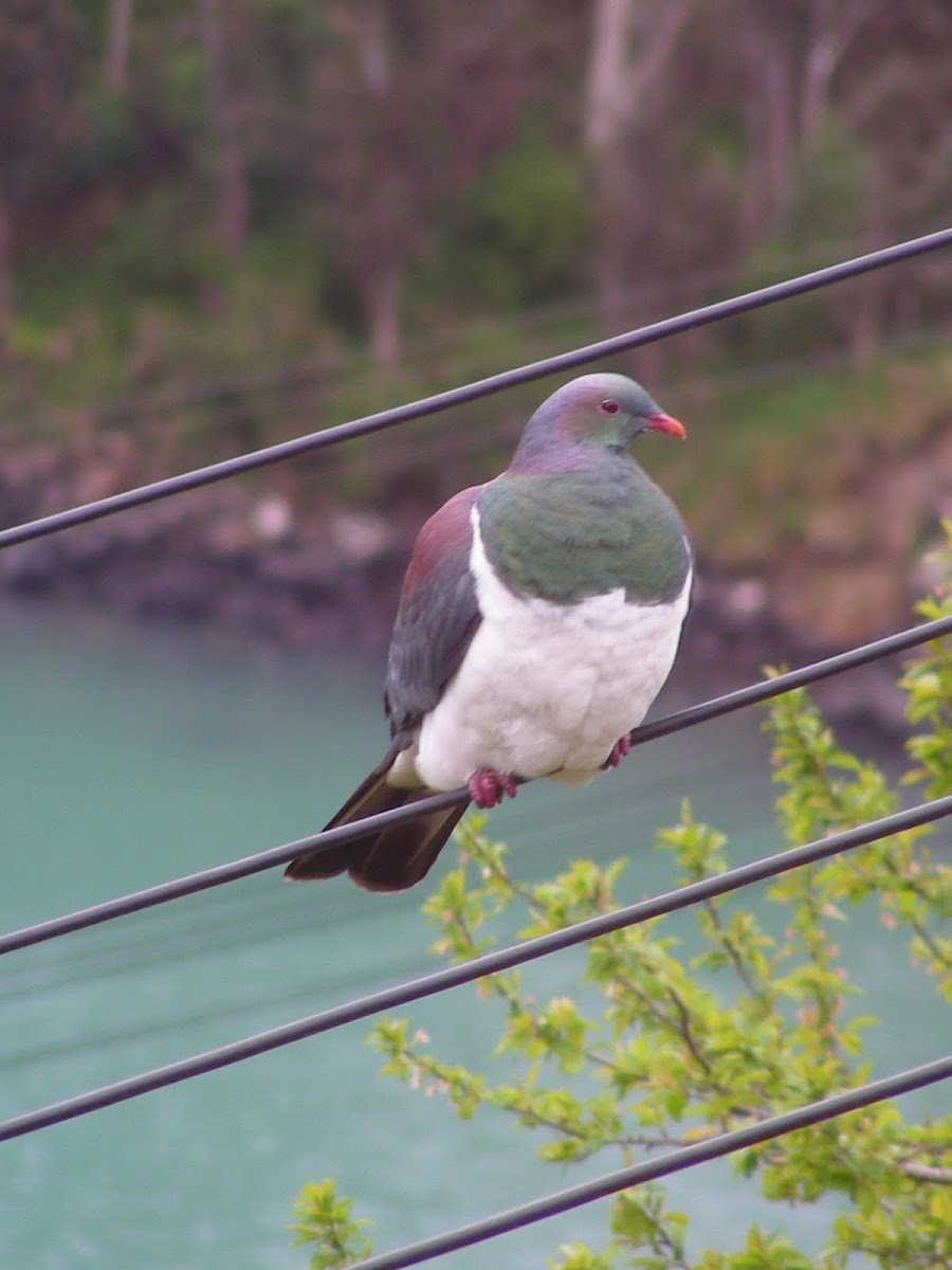 Kereru or New Zealand Wood Pigeon