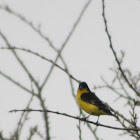 Lesser Goldfinch