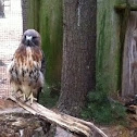 Swainson's Hawk