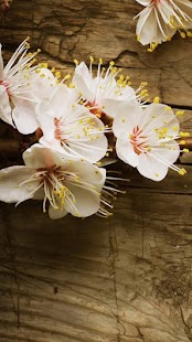 Lastest Flowers Live Wallpaper APK