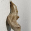 Gulf Fritillary pupa