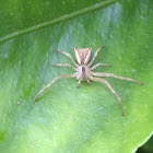 Crab spider