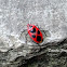 Japanese Red Bug