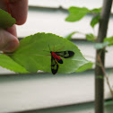 Scarlet-bodied Wasp Moth