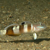 Widebarred Goby