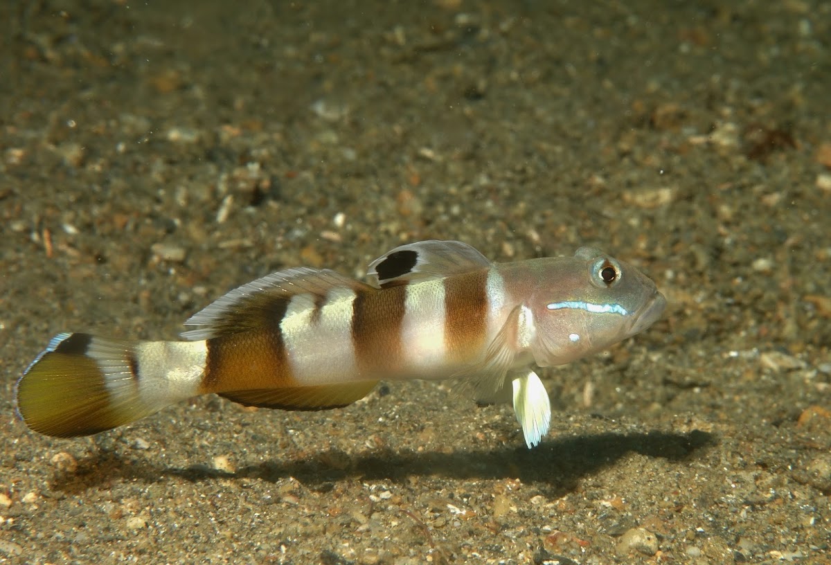 Widebarred Goby
