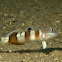 Widebarred Goby