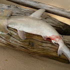 Great hammerhead