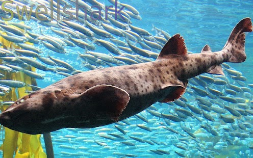 How to download Sharks of the World 2 FREE lastet apk for android