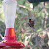 Ruby-Throated Hummingbird (male)