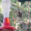 Ruby-Throated Hummingbird (male)
