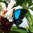 Ulysses Butterfly