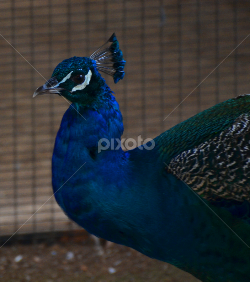 Big Blue Birdie | Birds | Animals | Pixoto