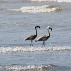 Lesser Flamingo