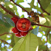 Makopa / Syzygium malaccense