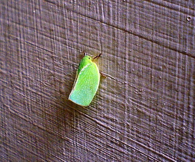 Green Treehopper