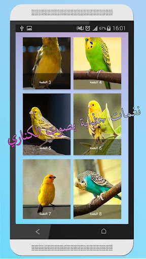 bird canary ringtone