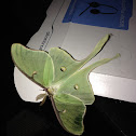 Luna Moth