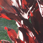 Kī or Red ti leaf