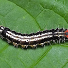 Caterpillar