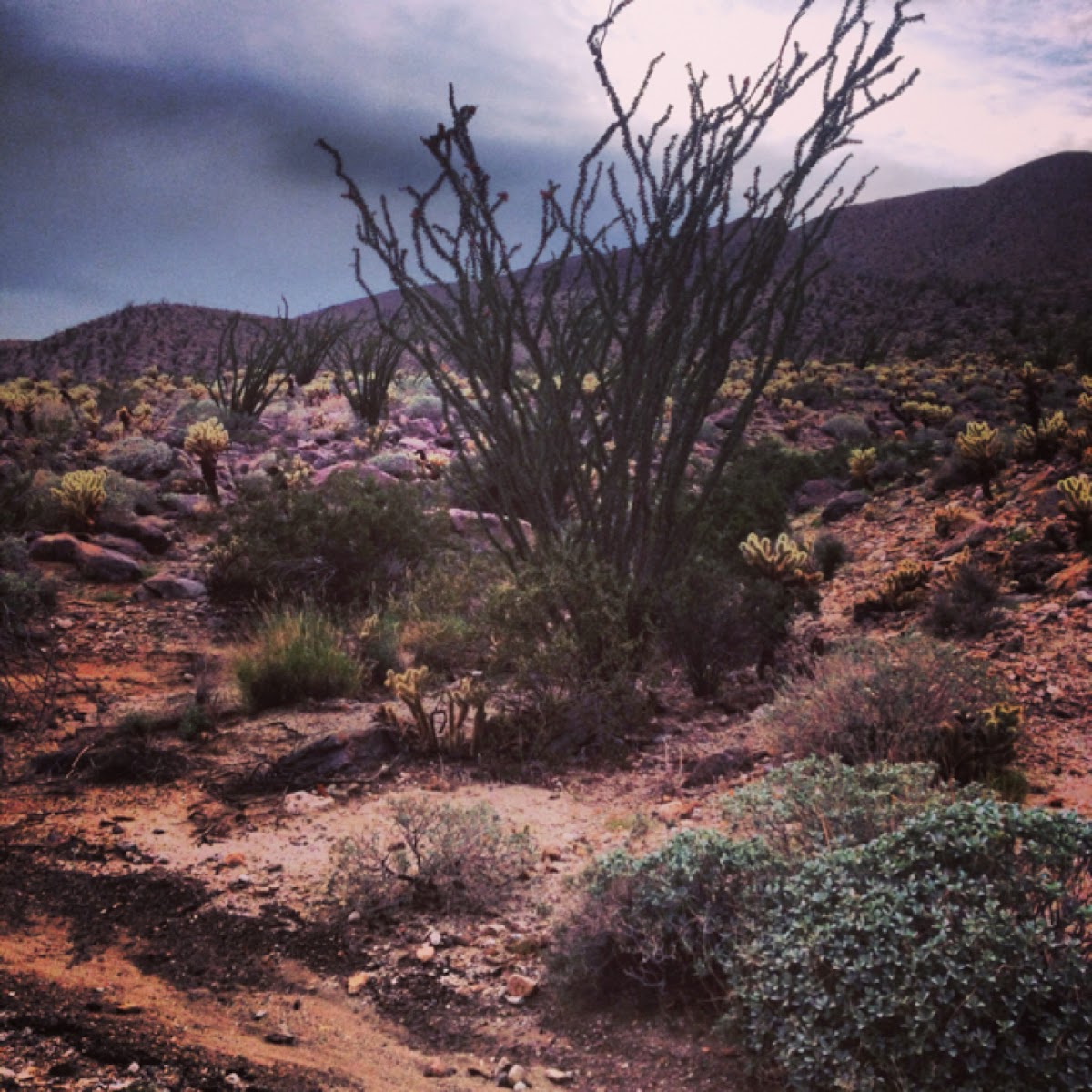 Ocotillo