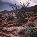 Ocotillo