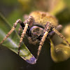 Red-spotted Hairy Spider