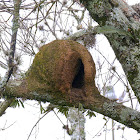 Ninho de joão-de-barro (Red ovenbird's nest)