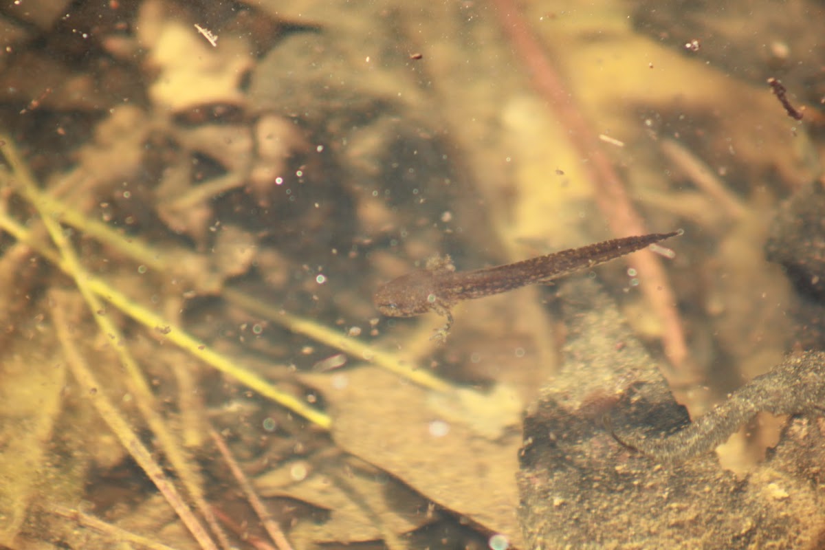 Salamander Larva