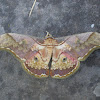saturnid moth