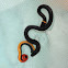 Southern Ringneck Snake