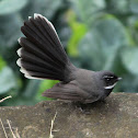 White-throated Fantail