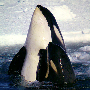 Wild Animals of Antarctica 1 15.05.21