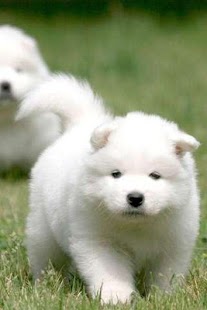 How to mod Samoyed Puzzle 1.1 unlimited apk for pc