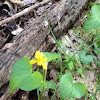 Downy Yellow Violet