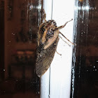 Hairy Cicada